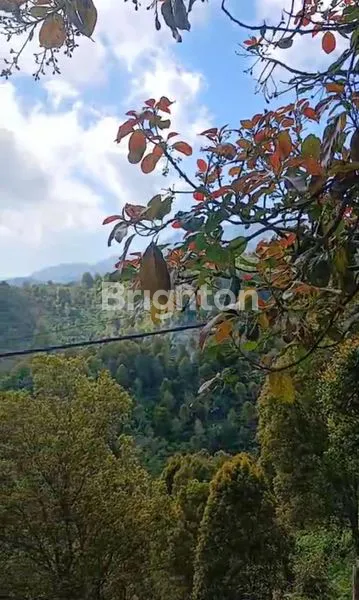 image TANAH KEBUN KOPI ARABICA KINTAMANI COCOK UNTUK AGROWISATA (3)