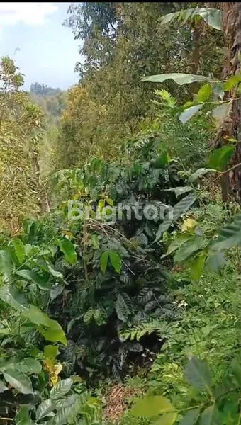 image TANAH KEBUN KOPI ARABICA KINTAMANI COCOK UNTUK AGROWISATA (2)