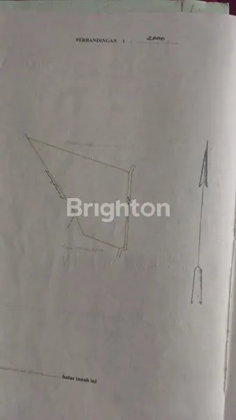 image TANAH KEBUN KOPI ARABICA KINTAMANI COCOK UNTUK AGROWISATA (5)