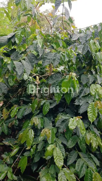 image TANAH KEBUN KOPI ARABICA KINTAMANI COCOK UNTUK AGROWISATA (8)
