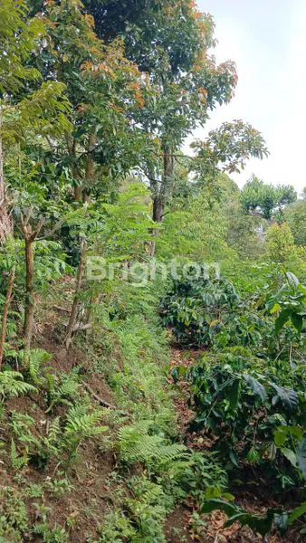 image TANAH KEBUN KOPI ARABICA KINTAMANI COCOK UNTUK AGROWISATA (7)