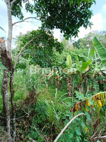 image TANAH KEBUN SIAP MU DI BANGUN RUMAH (2)