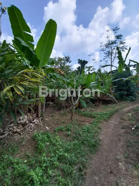 image TANAH SHM 2,8 HEKTAR DI SAMSAM, KERAMBITAN TABANAN  BADUNG (4)