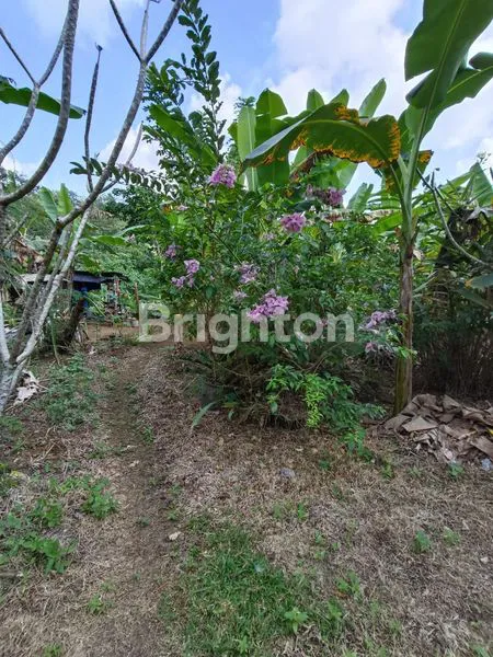 image TANAH SHM 2,8 HEKTAR DI SAMSAM, KERAMBITAN TABANAN  BADUNG (6)