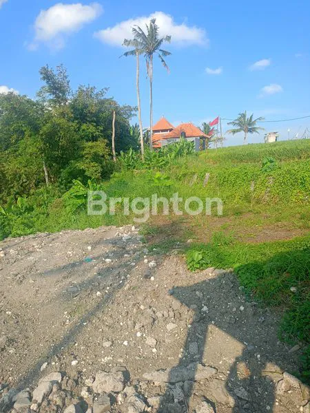 image DISEWAKAN TANAH 15 ARE DI CEMAGI (8)