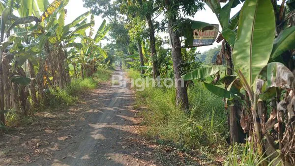 TANAH SAWAH PREMIUM 2200M² TEPI JALAN RAYA PARASREJO PASURUAN