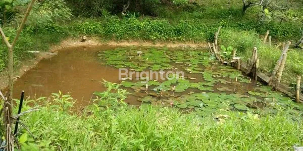 image TANAH KEBUN SUDAH ADA PONDOK NYA (5)
