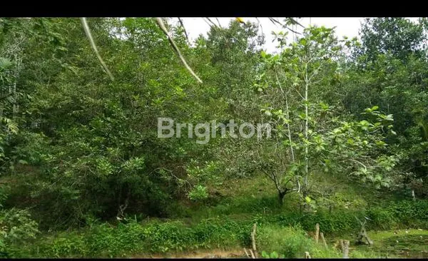 image TANAH KEBUN SUDAH ADA PONDOK NYA (2)