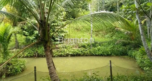 image TANAH KEBUN SUDAH ADA PONDOK NYA (4)