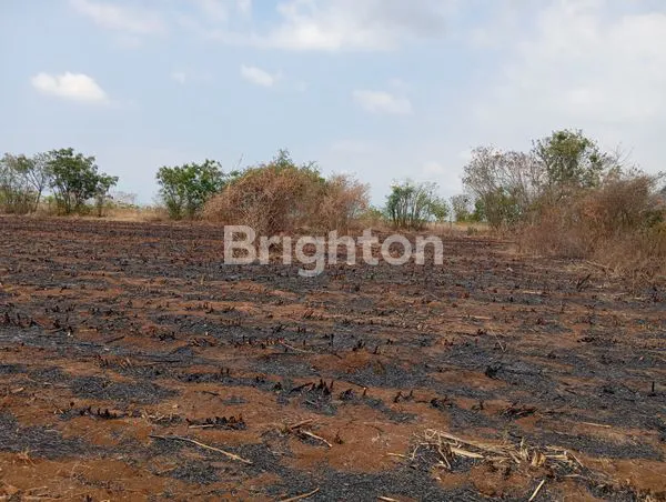 TANAH LUAS 10.7 HA EX-PERKEBUNAN TEBU DI SITUBONDO, JAWA TIMUR