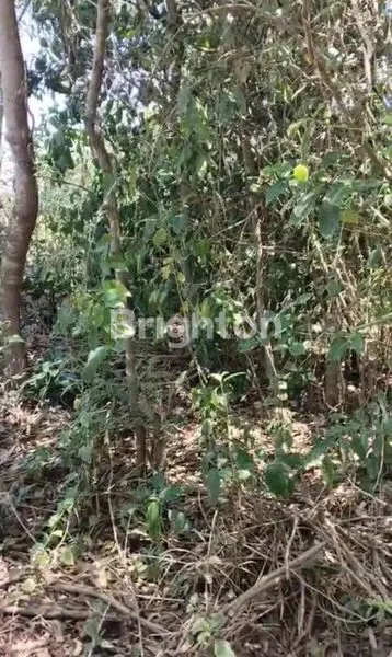 image TANAH STRATEGIS VIEW OCEAN LOKASI UNGASAN JIMBARAN (4)