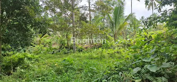 TANAH PERKEBUNAN AREA TABANAN