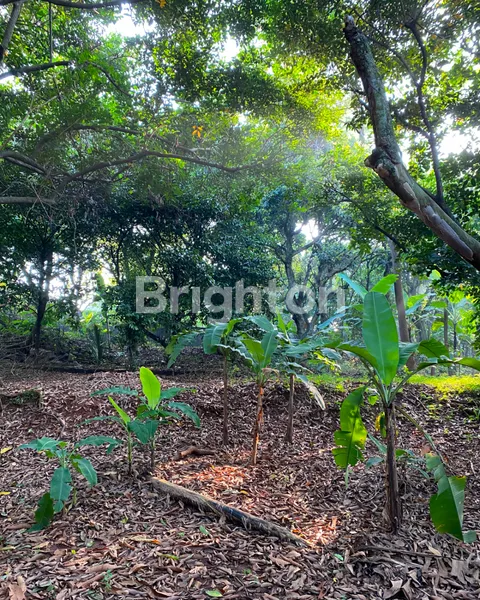 image LAHAN SEGEDE GABAN, HARGA MASIH WARAS – JARANG ADA DI JAKARTA! (5)