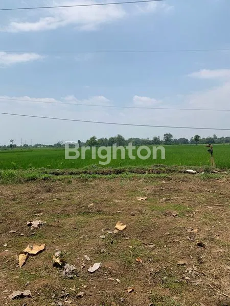 TANAH SAWAH 9160M² PINGGIR JALAN RAYA COCOK UNTUK PETERNAKAN