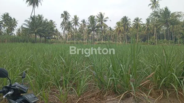 image DI JUAL SAWAH/KEBUN TEBU (3)