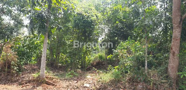 image TANAH LUAS 3.4 HA STRATEGIS DEPAN KELURAHAN CIGUDEG BOGOR (5)