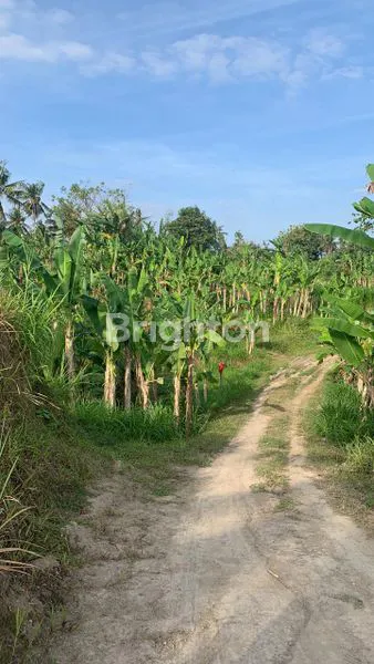 image TANAH DEKAT PANTAI PERING GIANYAR 3,3ARE (1)