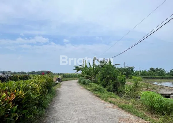 image TANAH PREMIUM 6000M² VIEW SAWAH DEKAT HOTEL ALILA TABANAN (3)