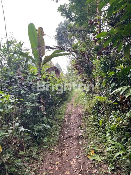 LAHAN PREMIUM 10 ARE VIEW SAWAH UNESCO JATILUWIH TABANAN