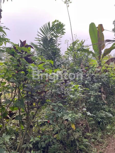 image LAHAN PREMIUM 10 ARE VIEW SAWAH UNESCO JATILUWIH TABANAN (2)