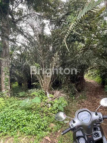 image LAHAN PREMIUM 10 ARE VIEW SAWAH UNESCO JATILUWIH TABANAN (6)