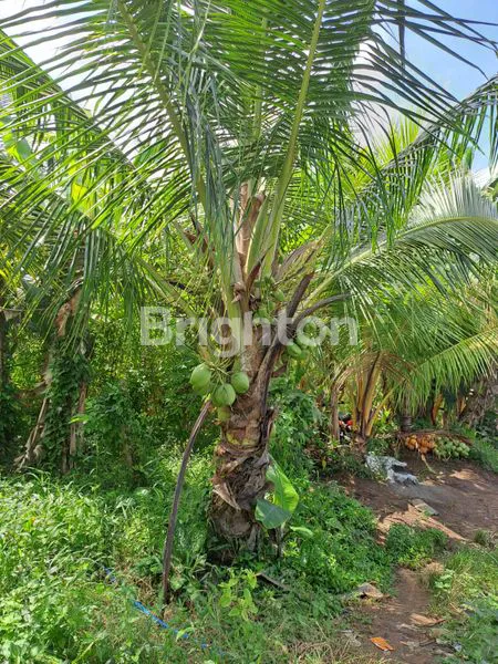 image *25JUTA SAJA, TANAH PERKEBUNAN PRODUKTIF & STRATEGIS DI MEDEWI, JEMBRANA*<br />
 (2)