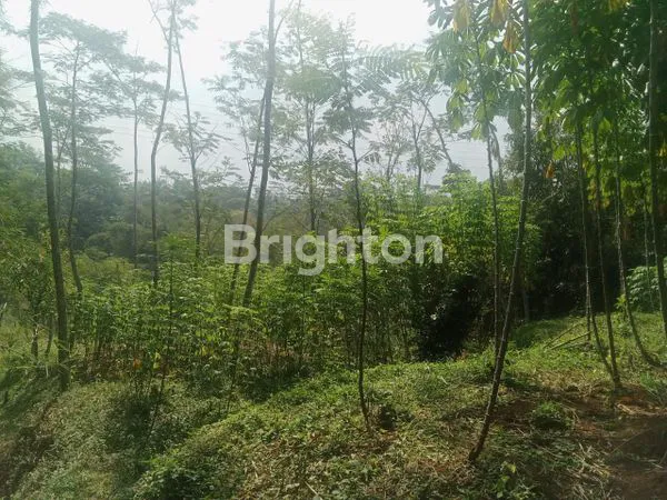 image TANAH PRODUKTIF 2663M² PLUS KEBUN SENGON DI NGASEM MAGELANG (2)