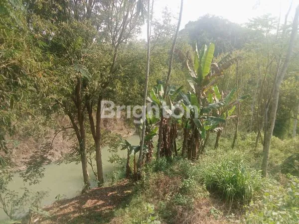 image TANAH PRODUKTIF 2663M² PLUS KEBUN SENGON DI NGASEM MAGELANG (5)