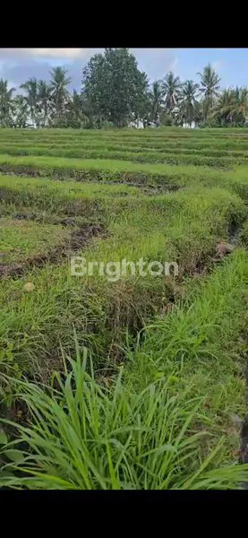 image LAND FOR LEASE AT MARGA (2)