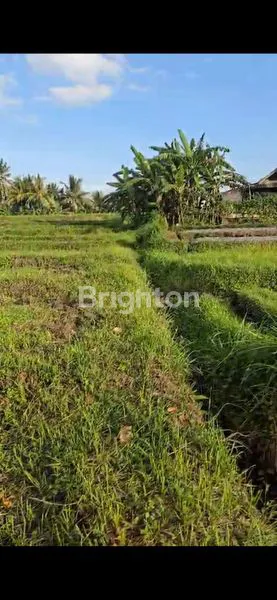 image LAND FOR LEASE AT MARGA (3)