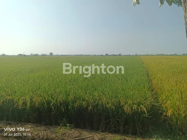 DIJUAL LAHAN DI PEMALANG, ZONA PEMUKIMAN COCOK UNTUK PERUMAHAN, DEKAT AREA INDUSTRI