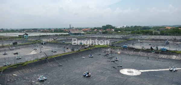 TAMBAK UDANG SIAP OPERASI
