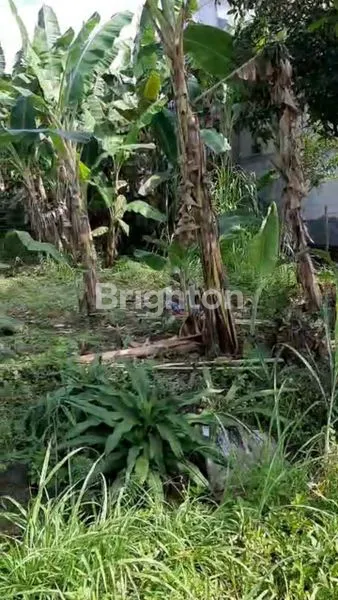 image TANAH STRATEGIS DI JALAN RAYA SEMARANG GROBOGAN  (6)