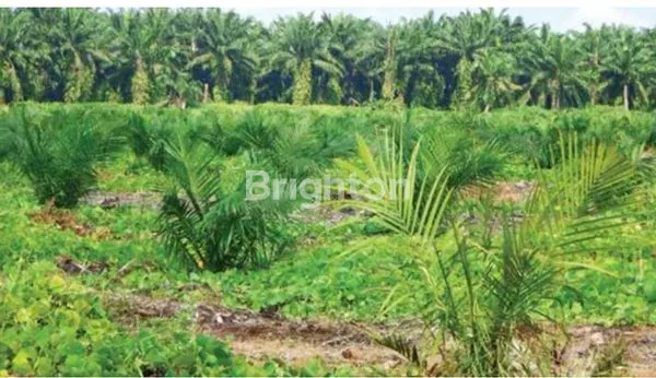 LAHAN SAWIT 300 HA DI LABUHANBATU SELATAN