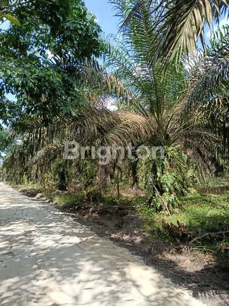 image KEBUN SAWIT DAERAH PERGUDANGAN DAN INDUSTRI (2)