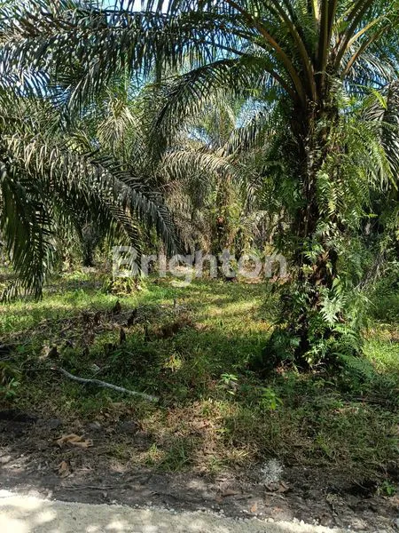 image KEBUN SAWIT DAERAH PERGUDANGAN DAN INDUSTRI (1)