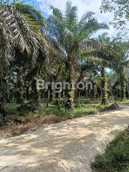 image KEBUN SAWIT DAERAH PERGUDANGAN DAN INDUSTRI (3)