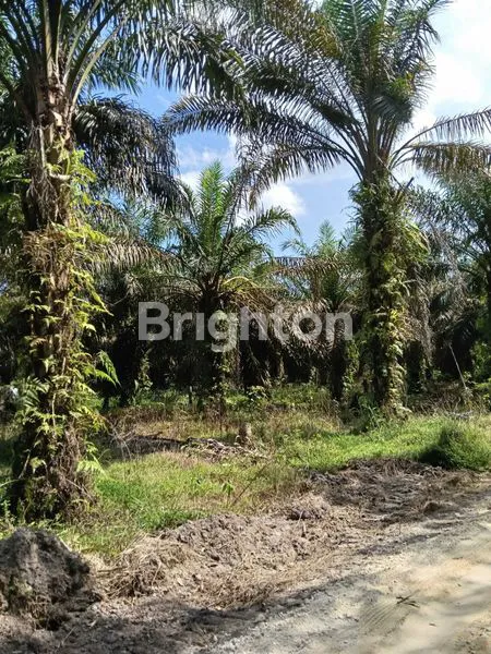 image KEBUN SAWIT DAERAH PERGUDANGAN DAN INDUSTRI (4)