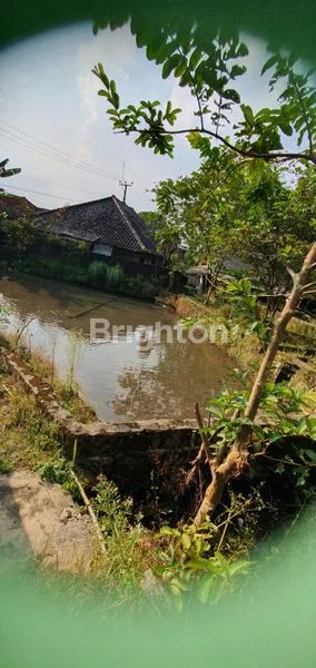 image LAHAN ADA SUMBER AIR DENGAN 25 KOLAM IKAN DAERAH PAMIJAHAN, BOGOR (4)