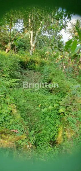 image LAHAN ADA SUMBER AIR DENGAN 25 KOLAM IKAN DAERAH PAMIJAHAN, BOGOR (5)