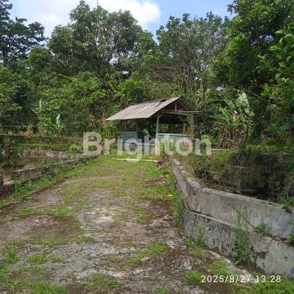 image LAHAN ADA SUMBER AIR DENGAN 25 KOLAM IKAN DAERAH PAMIJAHAN, BOGOR (6)