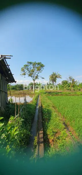 image TANAH KAMPUNG JAWA. DI CIBUNGBULANG (2)
