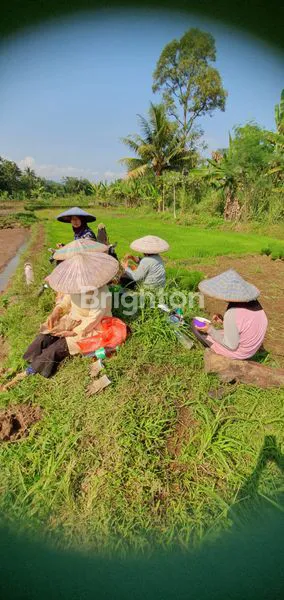 image TANAH KAMPUNG JAWA. DI CIBUNGBULANG (4)