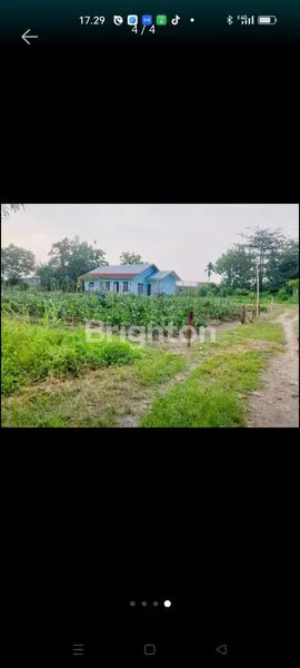 image JUAL TANAH DI BATANG KUIS KUALANAMU  (2)