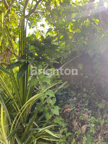 image TANAH PREMIUM 200M2 DI PUSAT KOTA TABANAN, DEKAT RS & SEKOLAH (5)