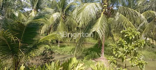 image KOLAM IKAN  AKTIF  (3)