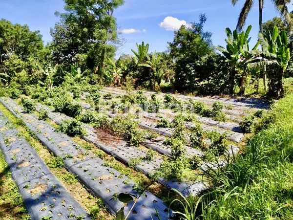 image TANAH PINGGIR JALAN BATURITI BALI (3)