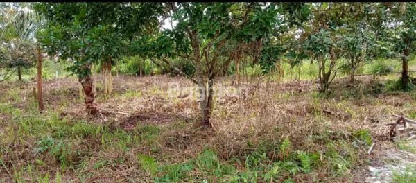 image TANAH 2 KAVLING RIMBO PANJANG KM19 (3)