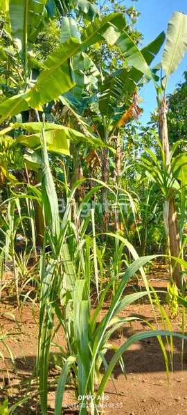 image TANAH DI JUAL (7)