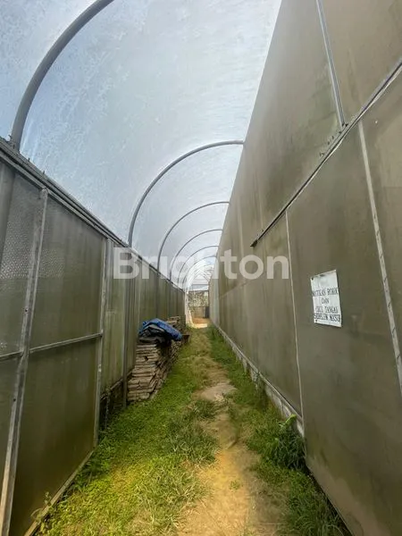 image TANAH DAN BANGUNAN GREENHOUSE DI PASURUAN (6)